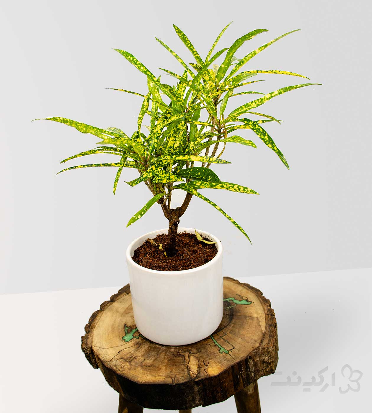 گیاه آکوبا رشته ای