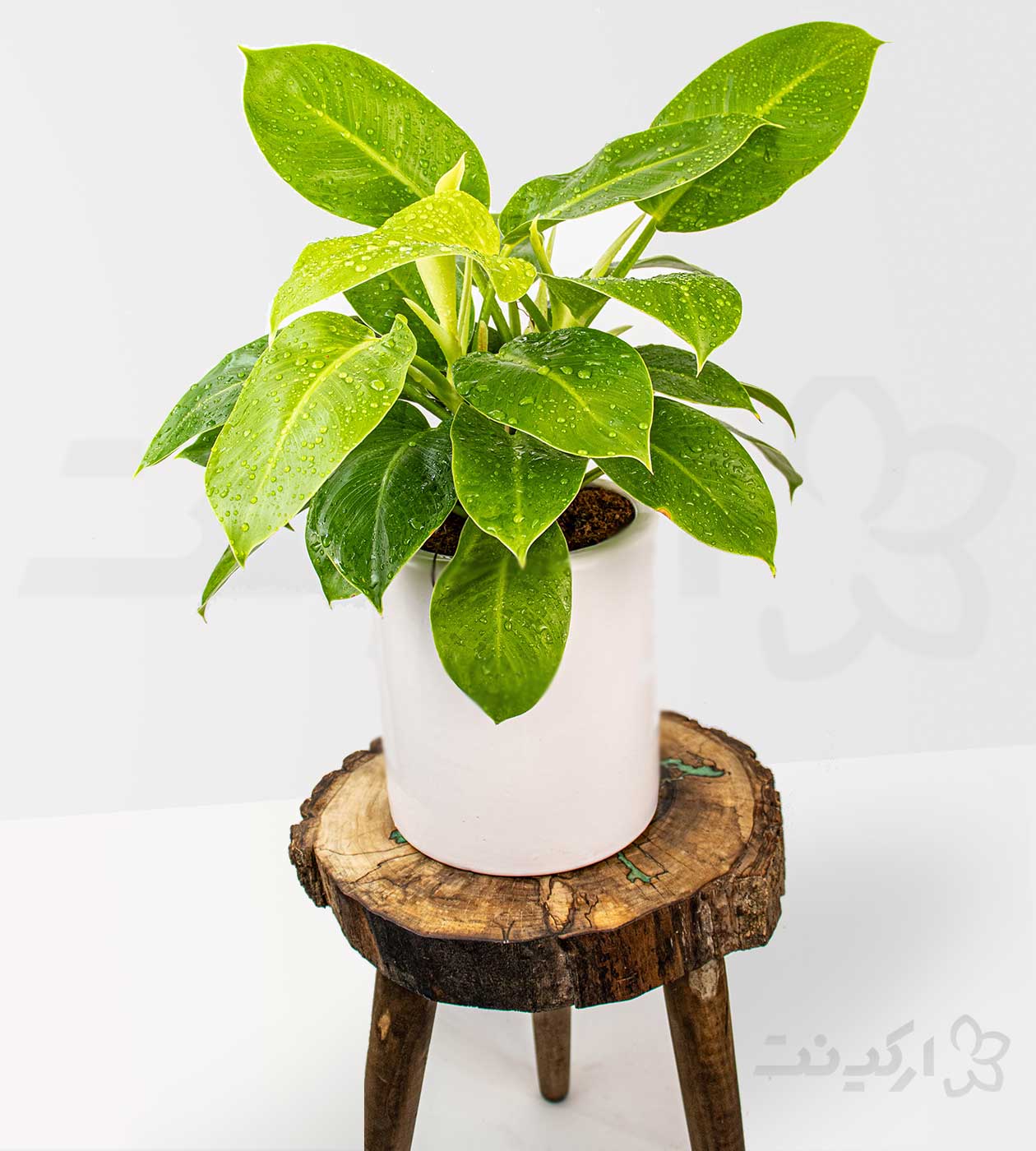 فیلودندرون نیون با گلدان سرامیکی