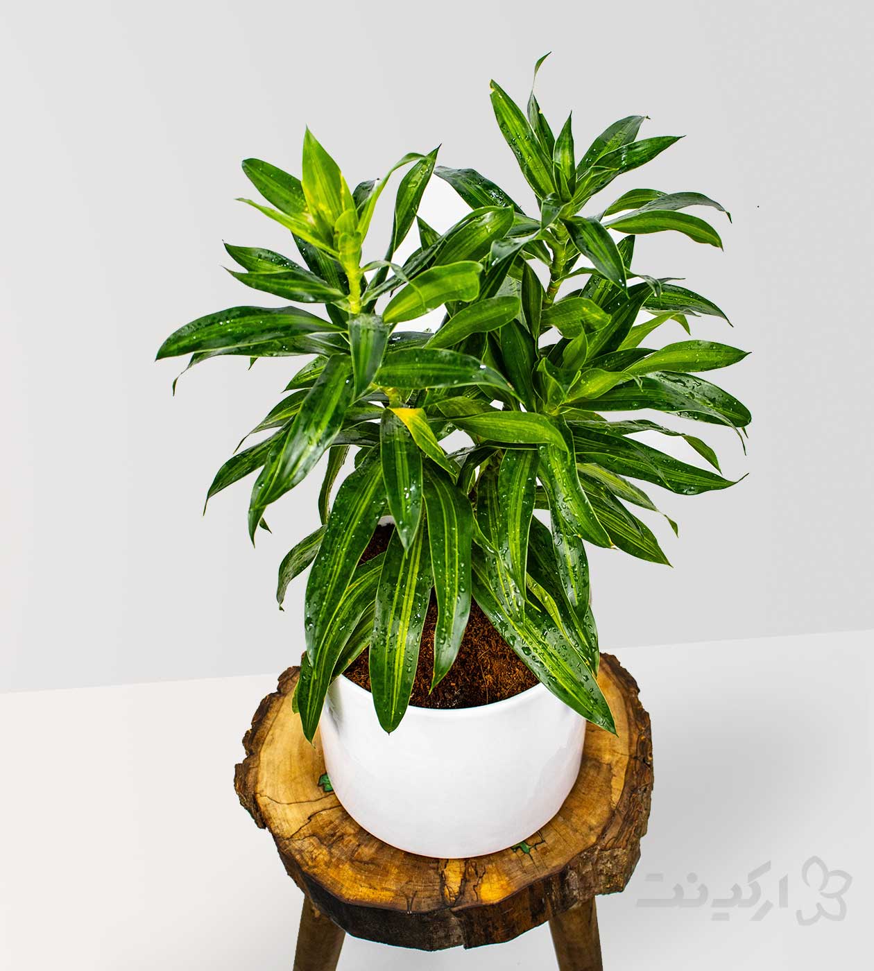 دراسنا بلالی مینیاتوری