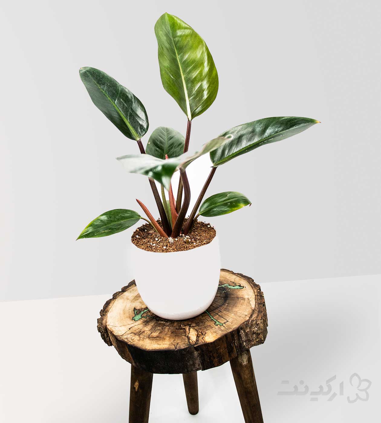 گیاه فیکوس سبز