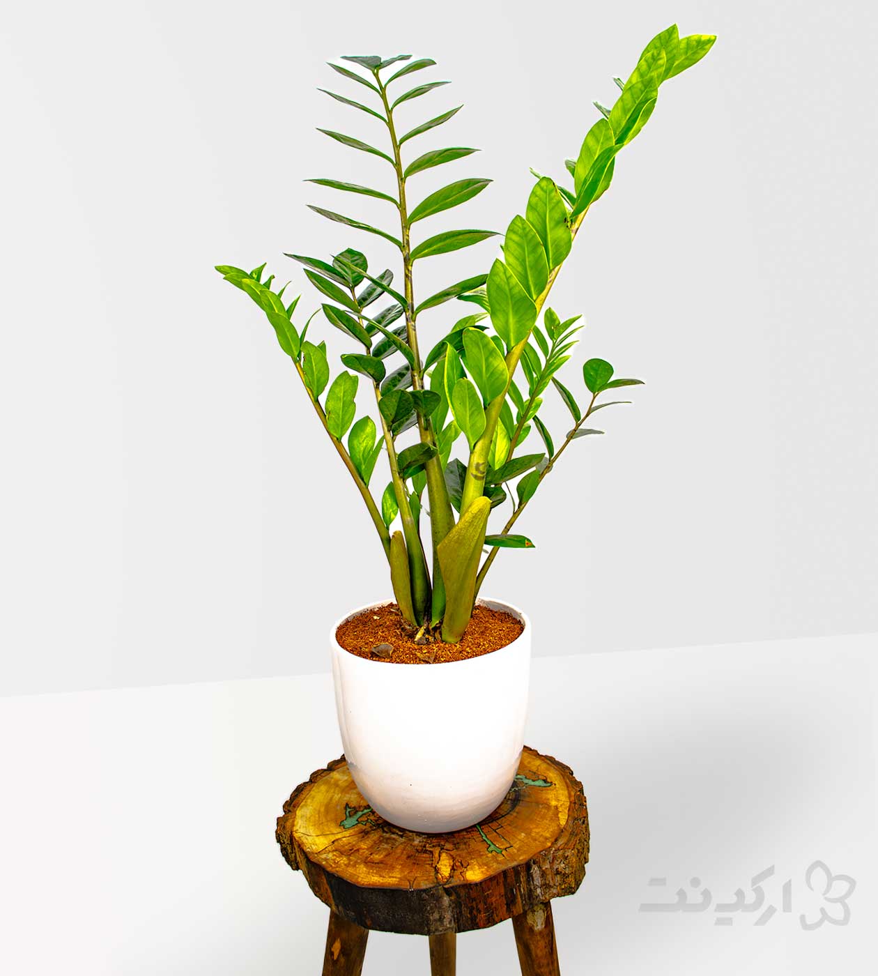 گلدان زامیفولیا سبز