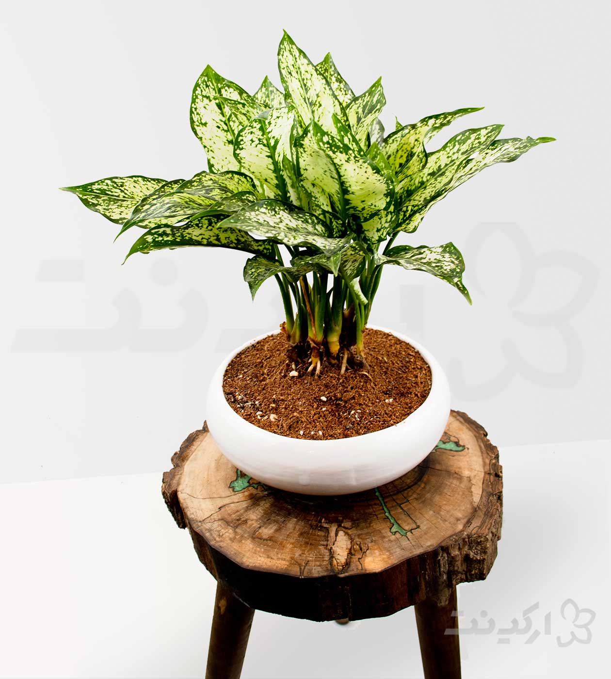 اگلونما برفی