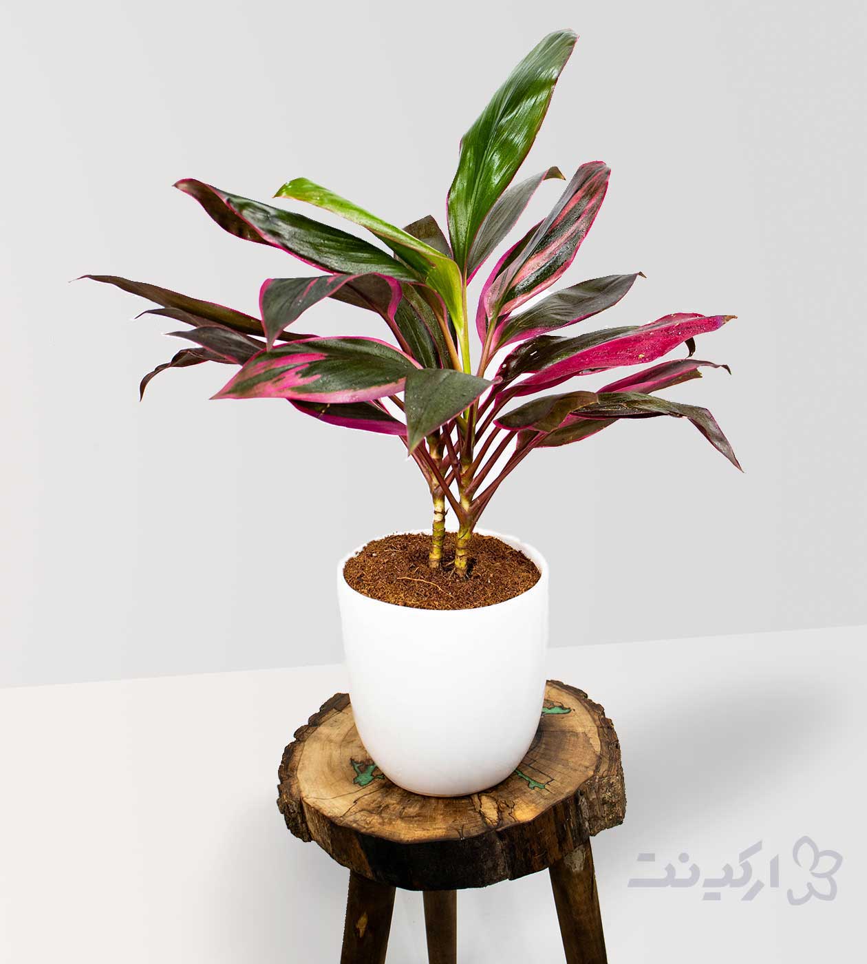 گیاه کوردیلین کردلین