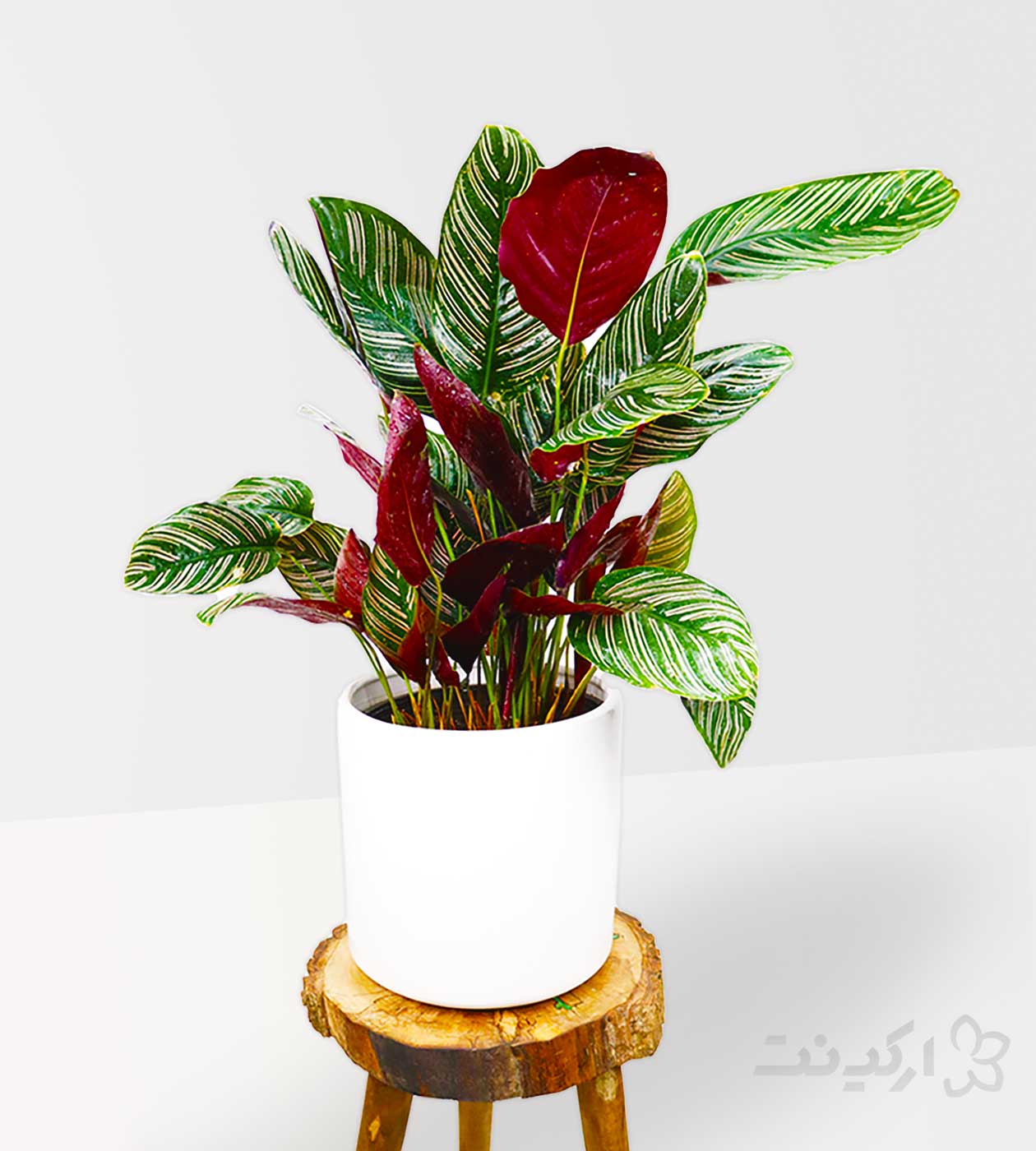 گلدان کالاتیا اورانتا