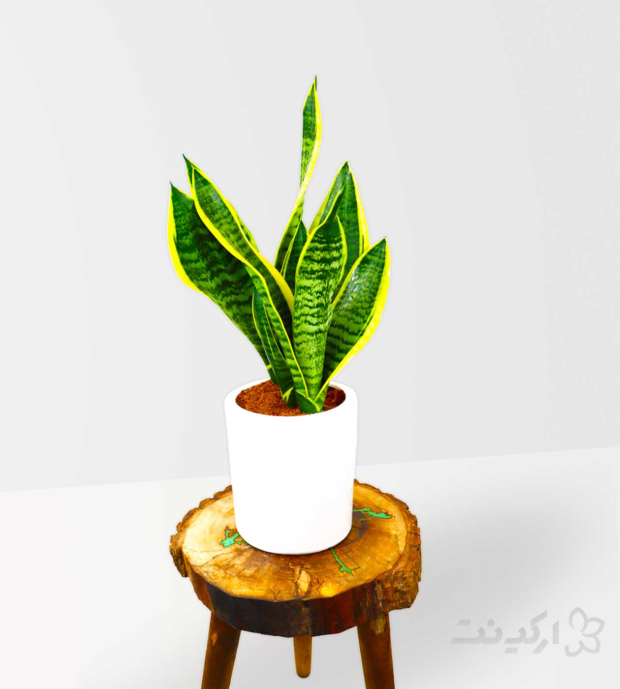 گلدان سانسوریا ابلق